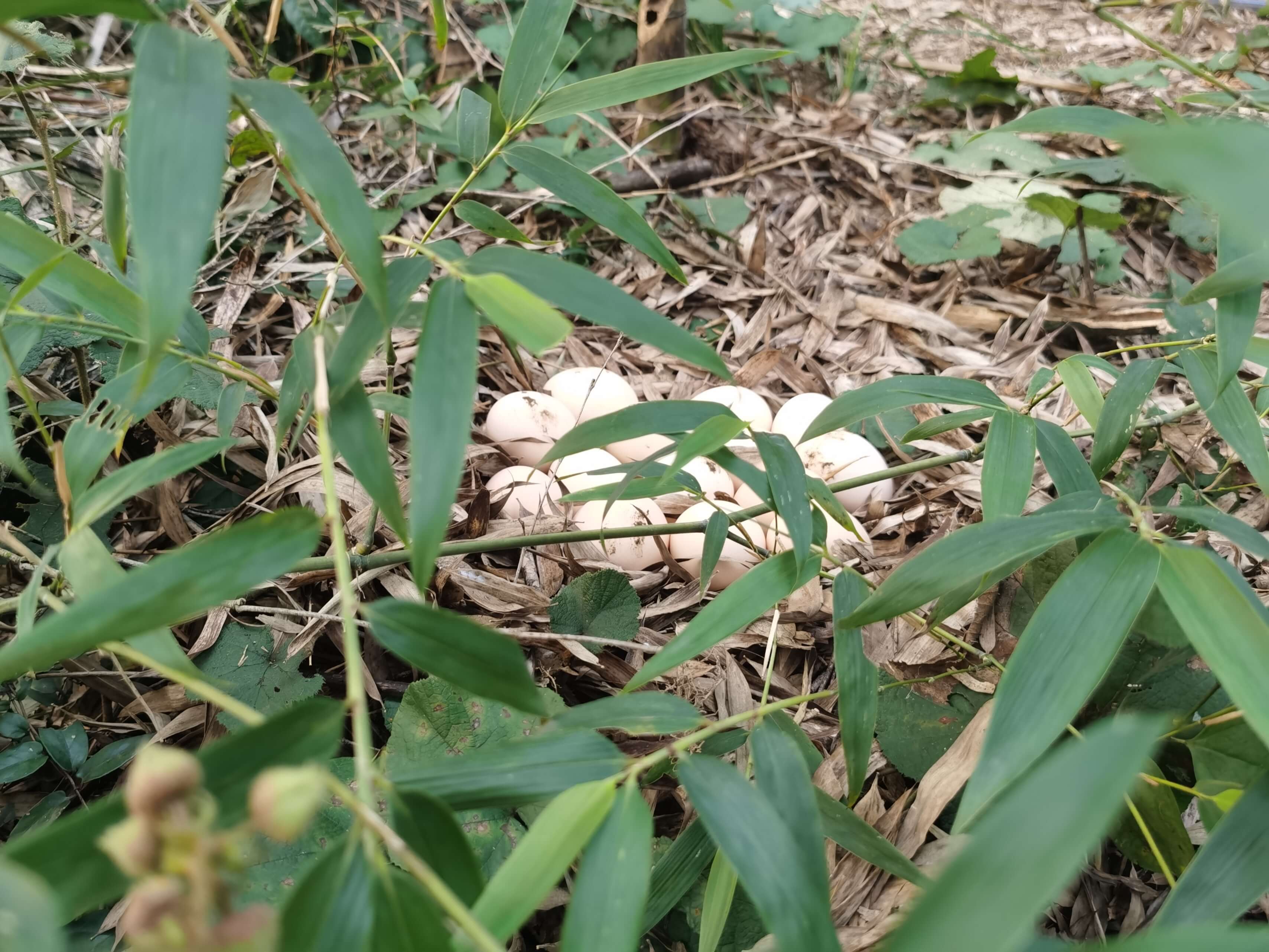 竹林寻蛋